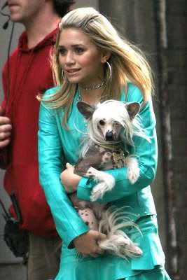 http://i6.photobucket.com/albums/y221/seven007/Ashley_Olsen.jpg http://i6.photobucket.com/albums/y221/seven007/Ashley_Olsen.jpg