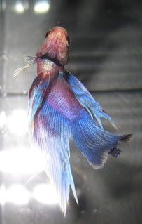 Kuva