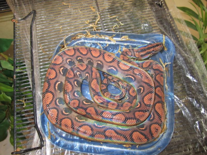 Rainbow Python