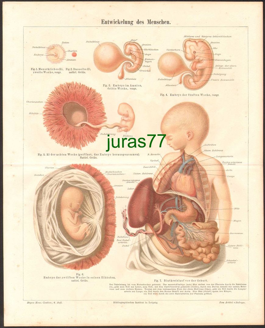 z-embrion