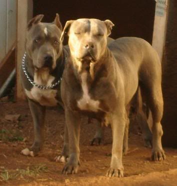 good looking pitbulls