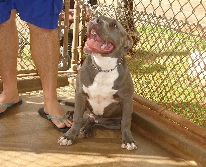 outkast pitbulls for sale