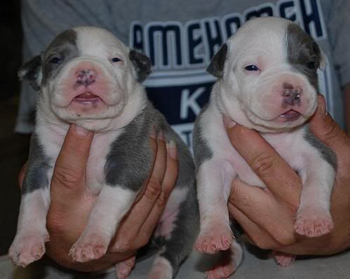 Free Pitbull Puppies on White Pitbull Puppies Graphics Code   Blue And White Pitbull Puppies