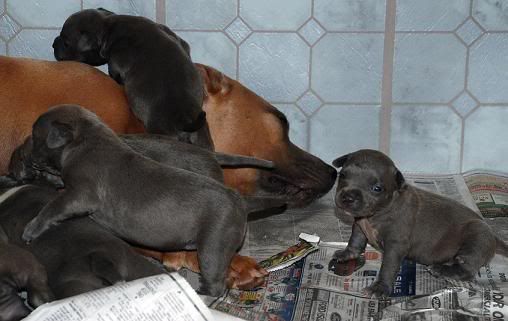 tri blue pitbulls