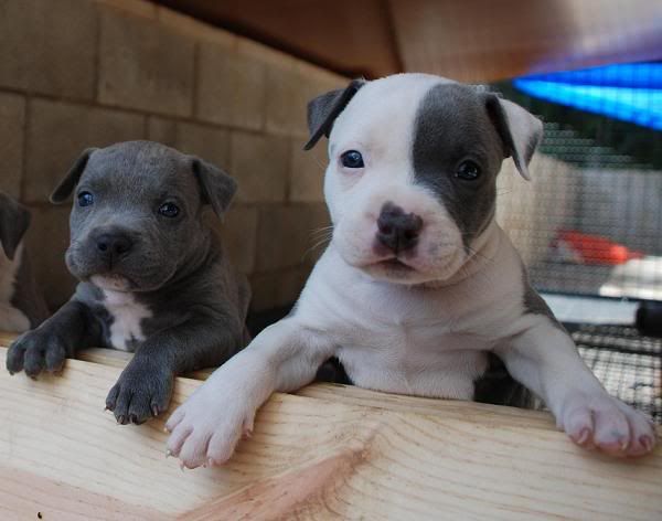 cute pitbull puppies pictures. Labels: blue pitbull puppy,