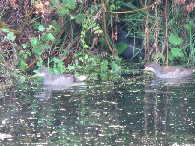 Moorhens.jpg