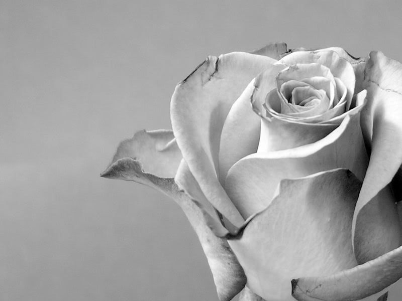 Gray Rose Background Graphics, Pictures, & Images for Myspace Layouts