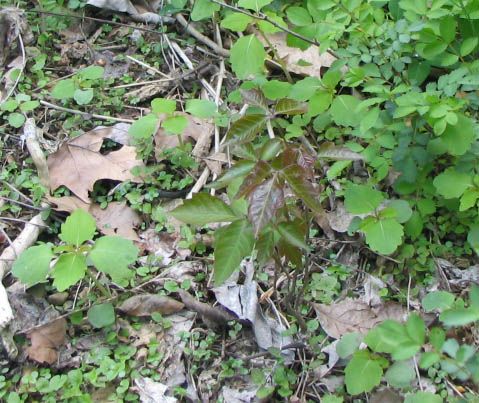 poison oak leaf. reddish poison oak/ivy