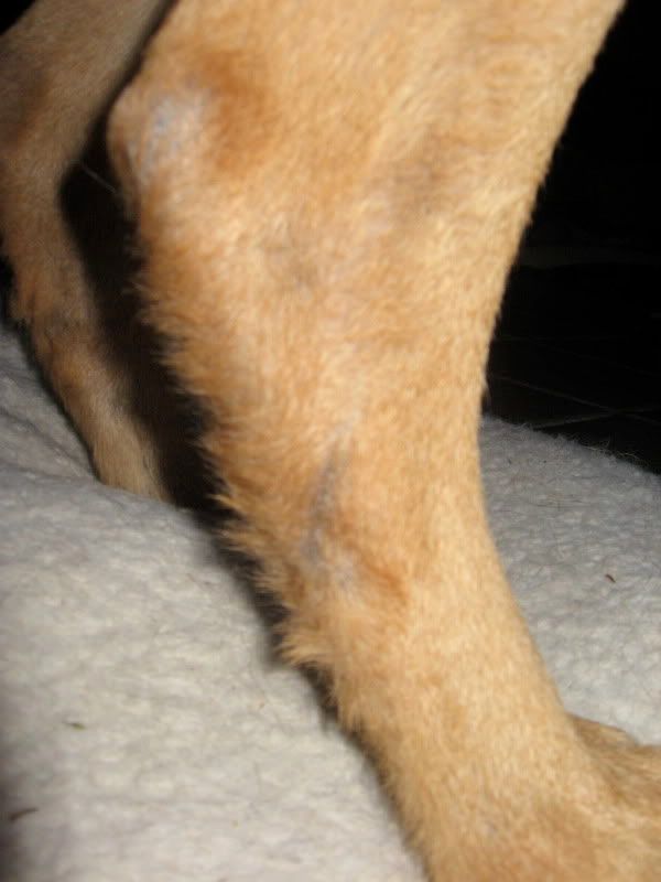 lump-on-rear-leg-german-shepherd-dog-forums