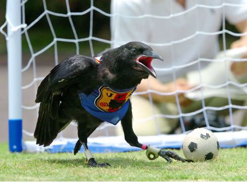 crow_playing_soccer.jpg
