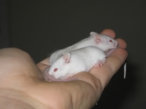 Babys.jpg