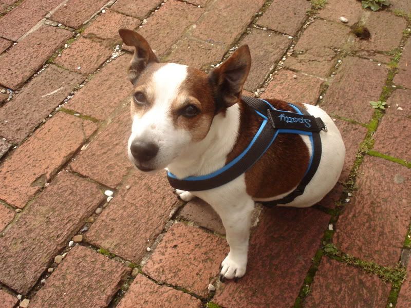 Hundetrio004.jpg