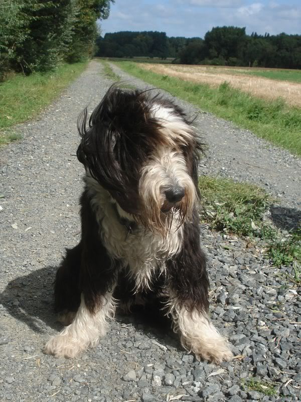 Hundetrio019.jpg