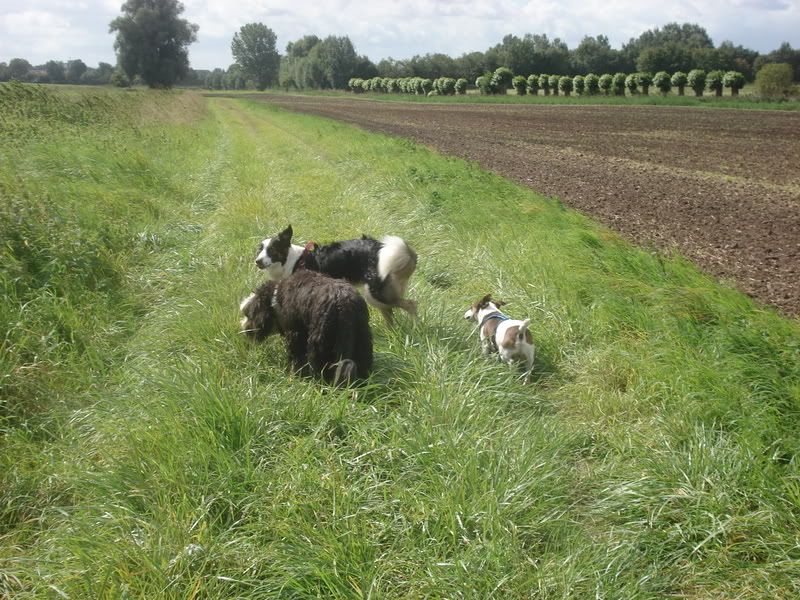 Hundetrio021.jpg