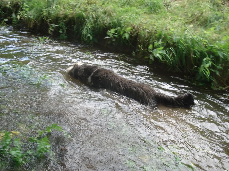Hundetrio032.jpg