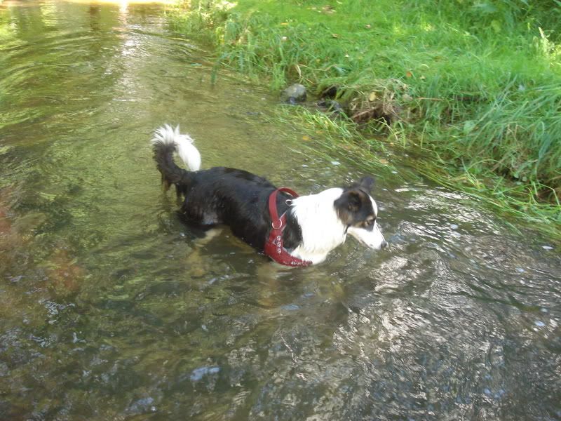 Hundetrio039.jpg
