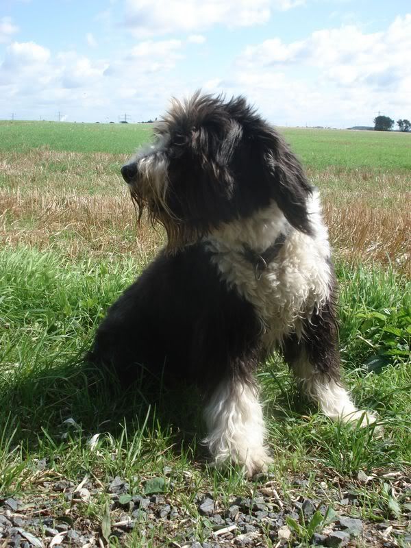 Hundetrio045.jpg