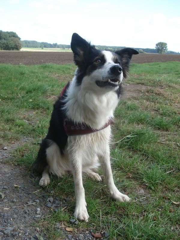 Hundetrio049.jpg