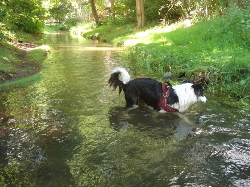 Hundetrio052.jpg