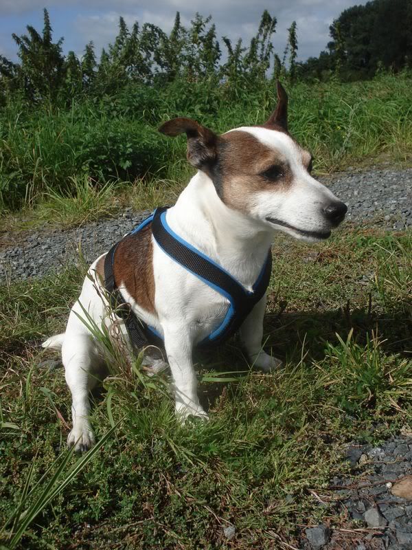 Hundetrio053.jpg