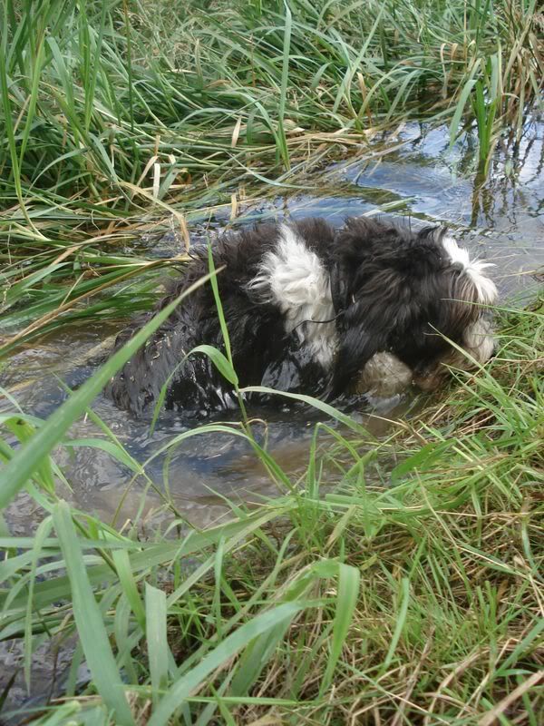 Hundetrio064.jpg