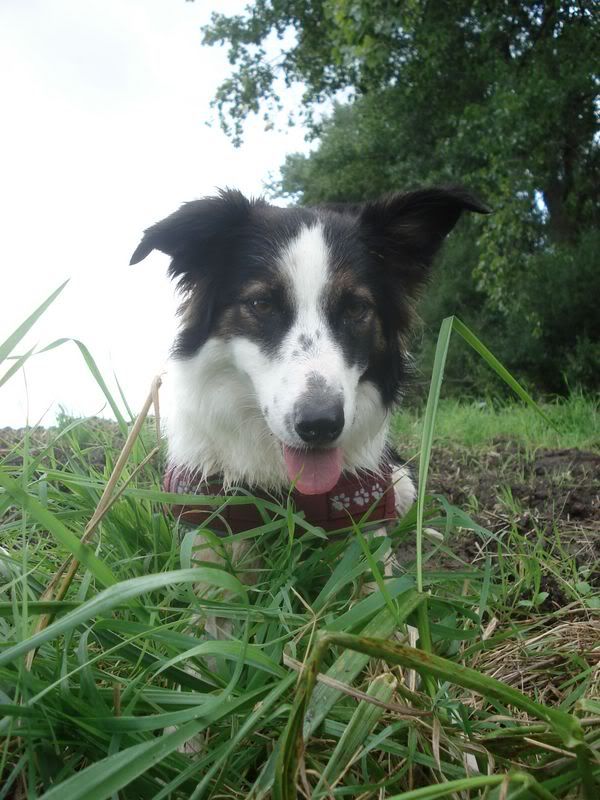 Hundetrio067.jpg