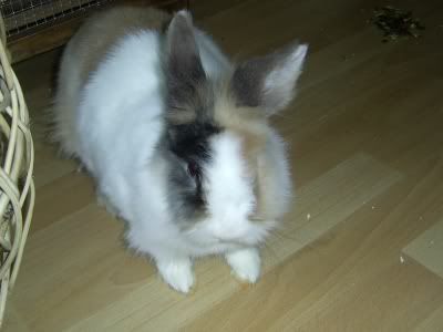 Inkie2005.jpg