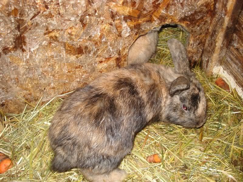 Kaninchen_Salzdetfurt011.jpg