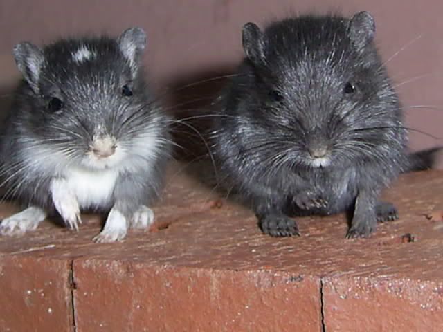 PIC_0325.jpg
