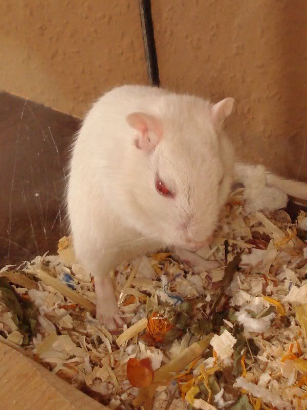 Rennmuse013.jpg