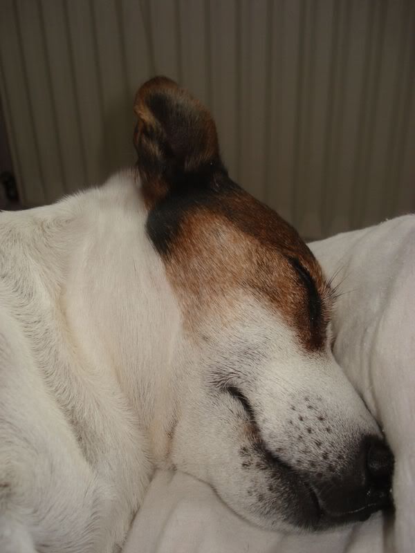 Spotty001.jpg