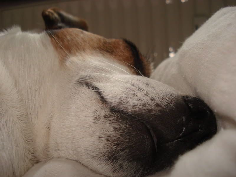 Spotty003.jpg