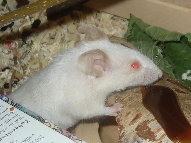 Spotty011.jpg