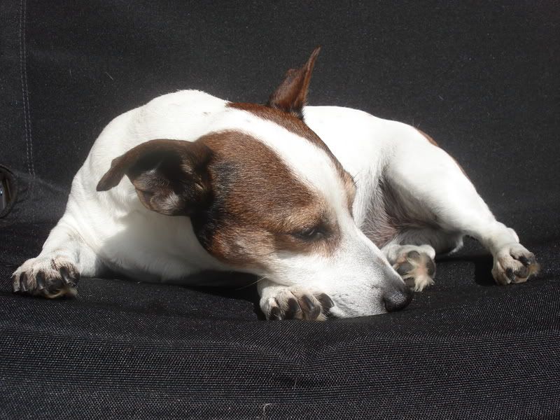 Spotty020.jpg