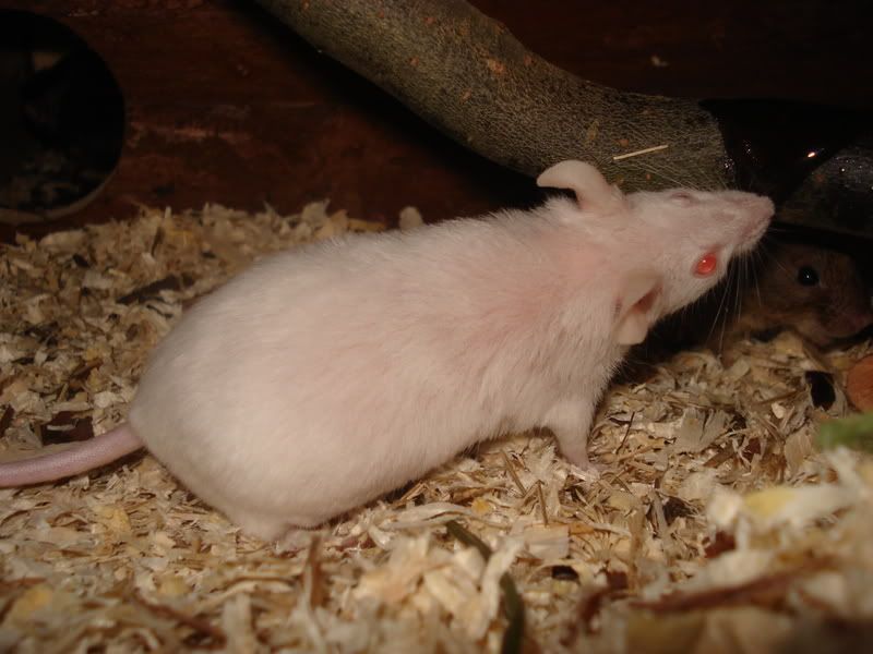 Spotty021.jpg