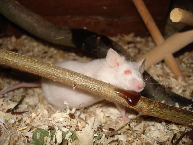 Spotty025.jpg