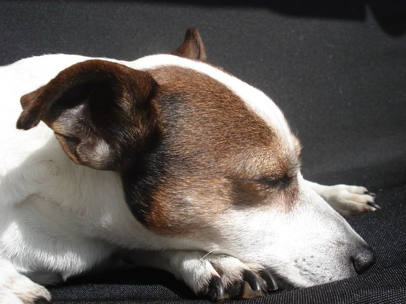 Spotty027.jpg