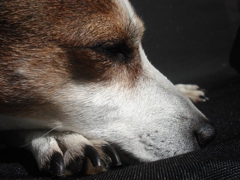Spotty028.jpg