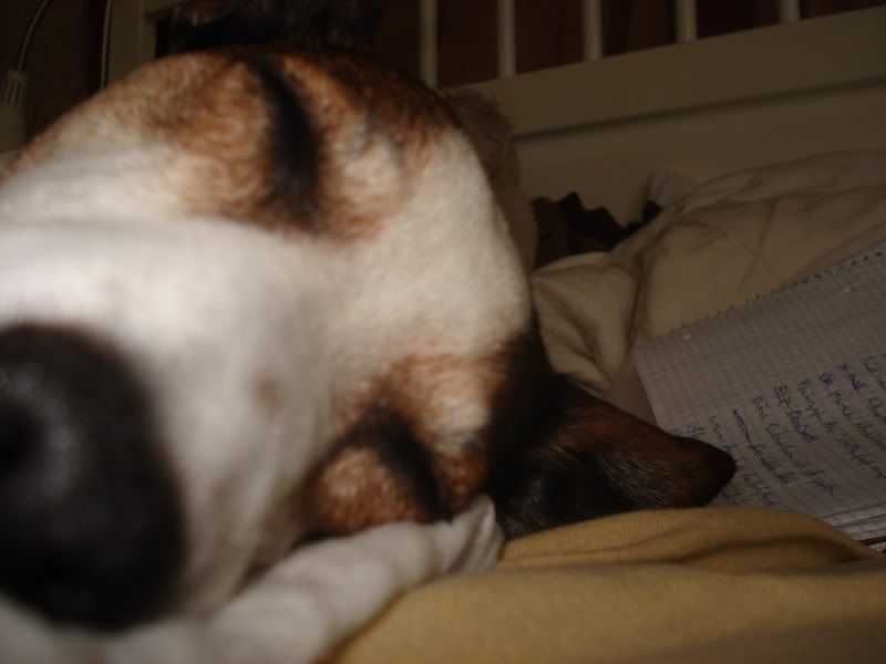 Spotty038.jpg