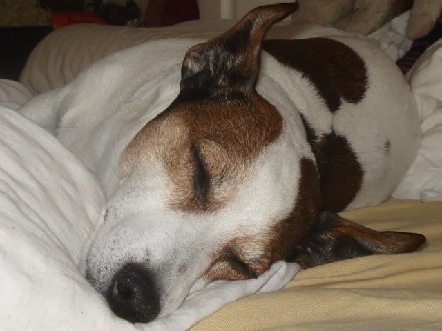 Spotty041.jpg