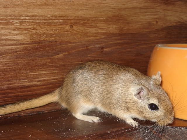 a016.jpg