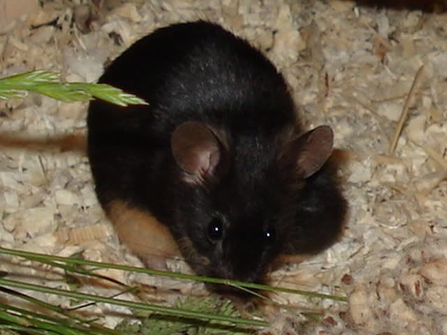 erna001.jpg