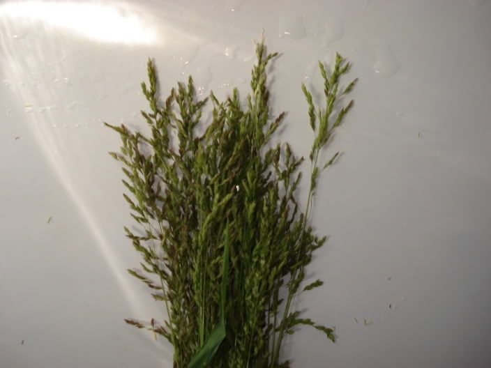 gvd004.jpg