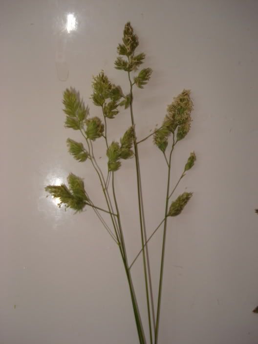 gvd008.jpg