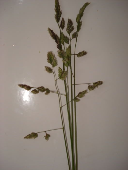gvd009.jpg