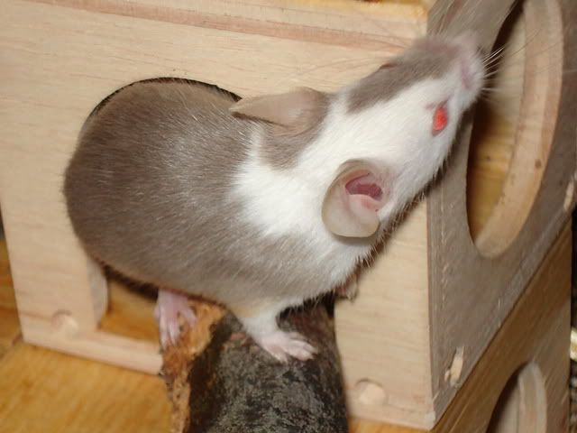 hmin008.jpg
