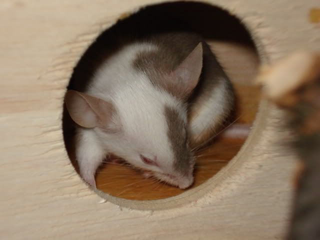 hmin012.jpg
