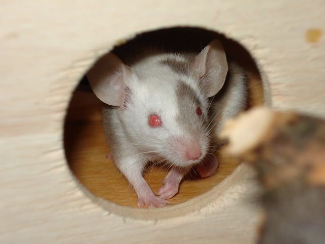hmin013.jpg