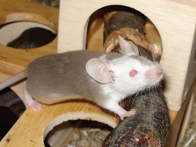 hmin014.jpg