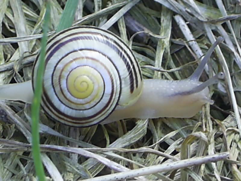 idn003.jpg